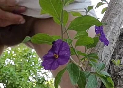 Watch Me Jerking off Outdoors While Hiding Behind a Tree
