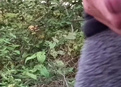 Moaning Squirting Cumshot Wanking in the Woods Wearing Onesie